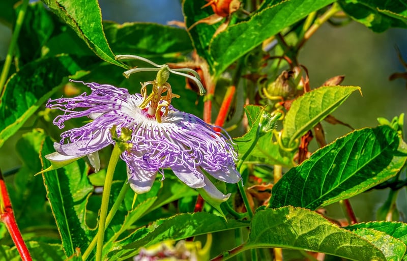Moonbeam Vines