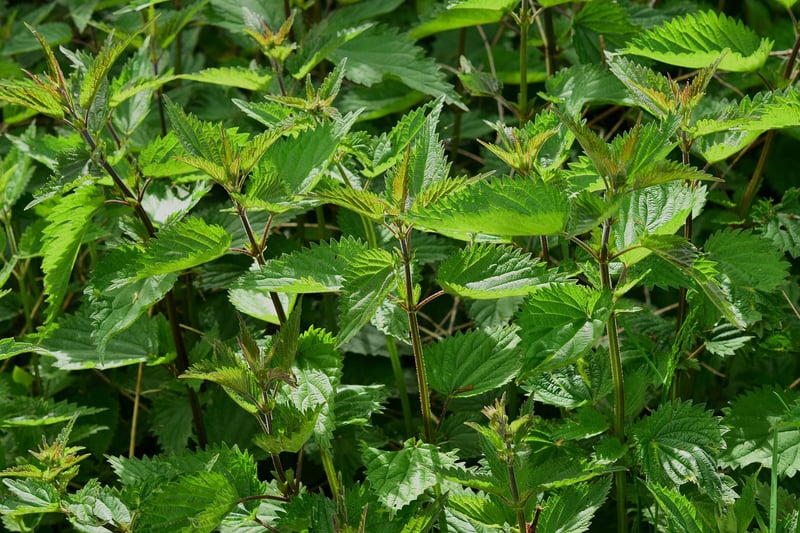 Mystical Herb Collection