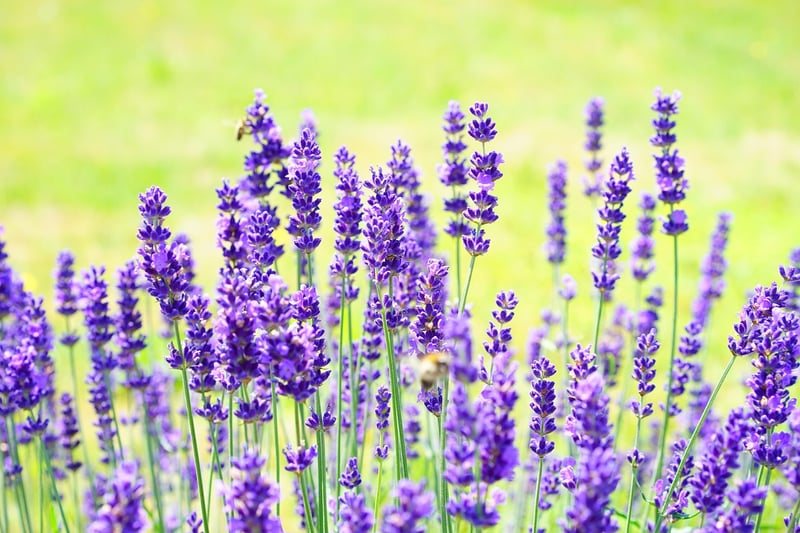 Scented Garden Mists