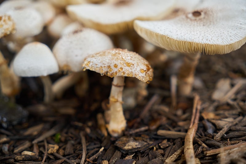 Magical Mushroom Patches