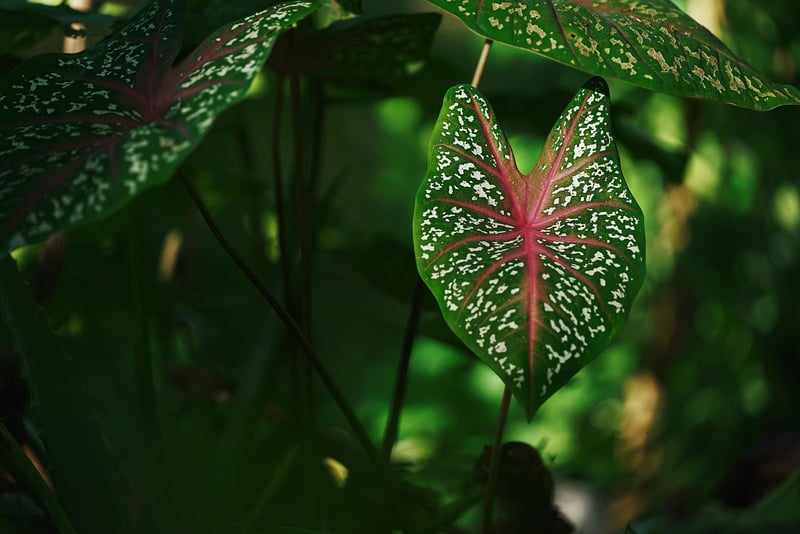 Harmony Plant Music