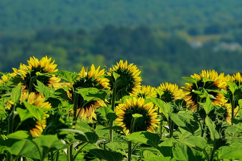 Sunflower Field